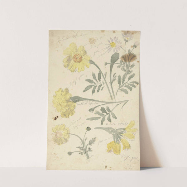 Bloemstudies van afrikaantjes by Elias van Nijmegen