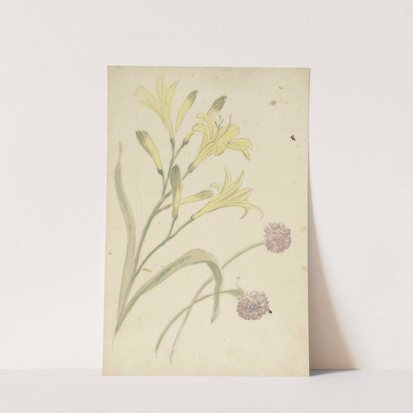 Bloemstudies van een gele lelie en een bloeiende ui (1677 - 1755) by Elias van Nijmegen
