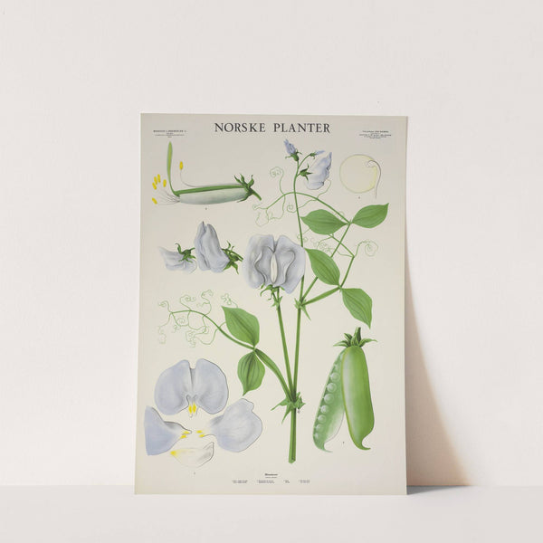 Blomsterert (1930) by Parmanns Læremiddel-anstalt