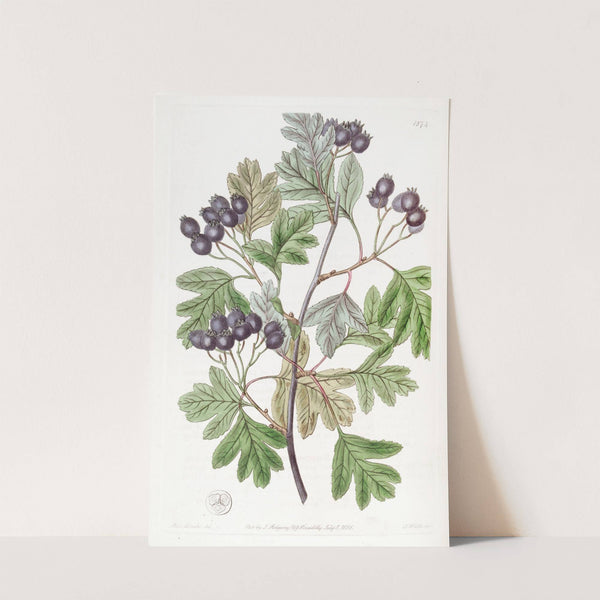 Blood-leaved Thorn by Sydenham Edwards