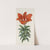 Blood-red Lily by Sydenham Edwards