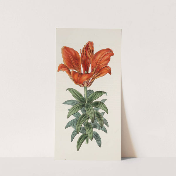 Blood-red Lily by Sydenham Edwards