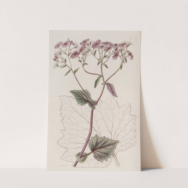 Blood-red Senecio by Sydenham Edwards