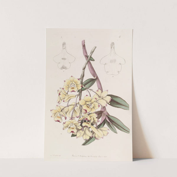 Blood-stained Dendrobium by Sydenham Edwards