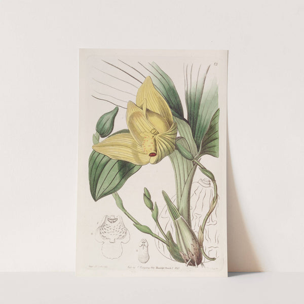 Blood-stained Maxillaria by Sydenham Edwards