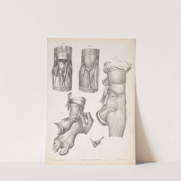 Blood vessels in an arm and a foot, with two sections of an arm or leg showing the anatomy beneath the skin (1840-1843) by James Fuller Queen