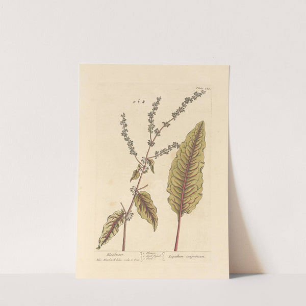 Bloodwort by Elizabeth Blackwell