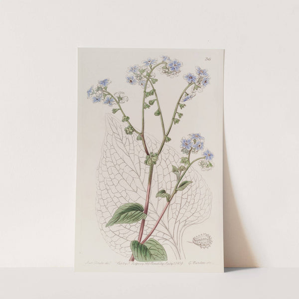 Blue and White Hounds-tongue by Sydenham Edwards