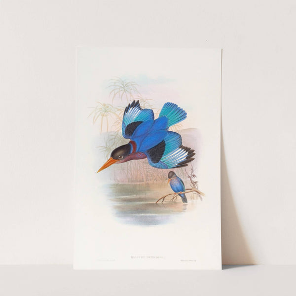 Blue-and-white Kingfisher by John Gould