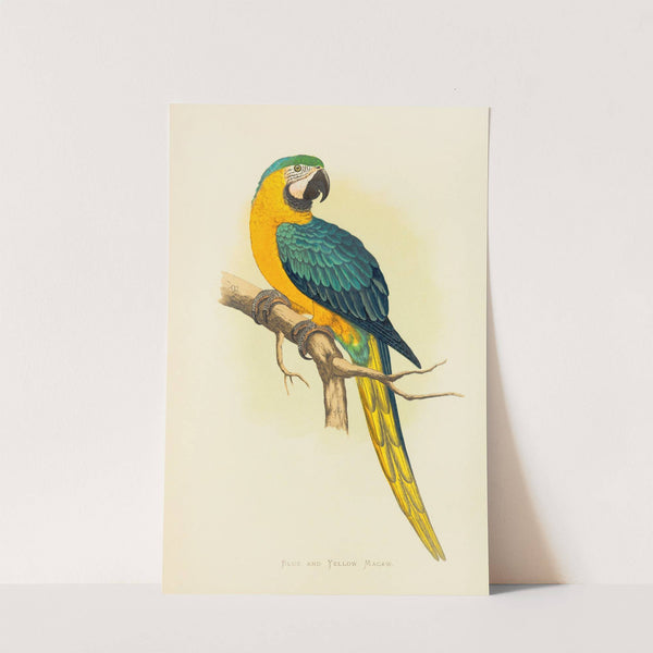 Blue and Yellow Macaw (1884-1887) by Alexander Francis Lydon