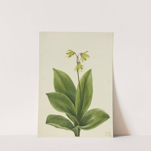 Blue Bead (Clintonia borealis) (1924) by Mary Vaux Walcott