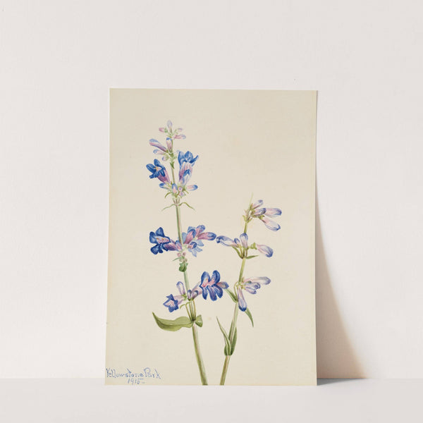Blue Beard-Tongue (Pentstemon) (1915) by Mary Vaux Walcott