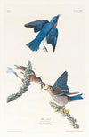 Blue-bird