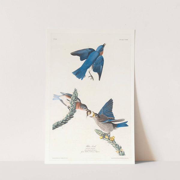 Blue-bird by John James Audubon