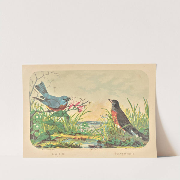 Blue Bird, American Robin. by Charles Wilkins Webber