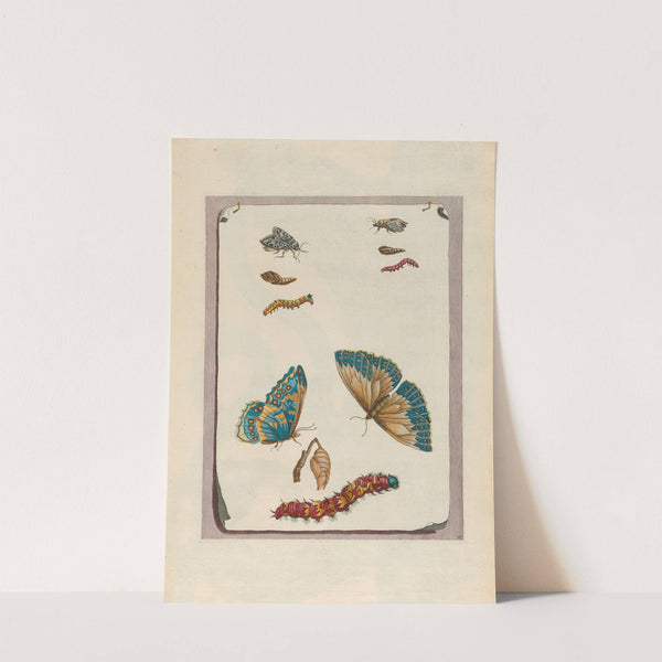 Blue butterflies (1719) by Maria Sibylla Merian