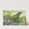 Blue Cheeked Barbet by Thomas Waterman Wood