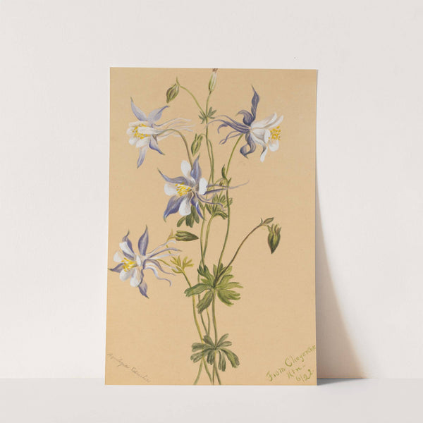 Blue Columbine (Aquilegia caerulea) (1922) by Mary Vaux Walcott