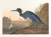 Blue crane or heron