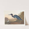 Blue crane or heron by John James Audubon