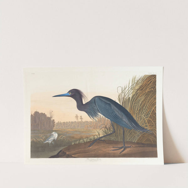 Blue crane or heron by John James Audubon