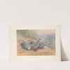 Blue Eared-Pheasant (Crossoptilon auritum). (1918-1922) by George Edward Lodge