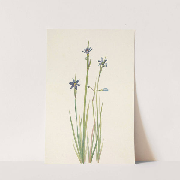 Blue-eyed-grass. Sisyrinchium angustifolium (1925) by Mary Vaux Walcott