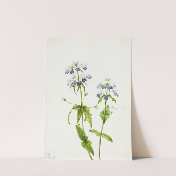 Blue-Eyed Mary (Collinsia verna) (1927) by Mary Vaux Walcott