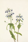 Blue-eyed-mary. Collinsia verna (1925)