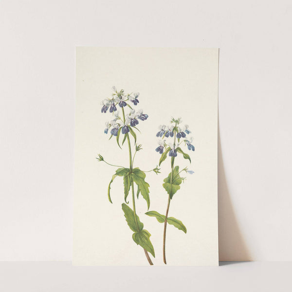 Blue-eyed-mary. Collinsia verna (1925) by Mary Vaux Walcott