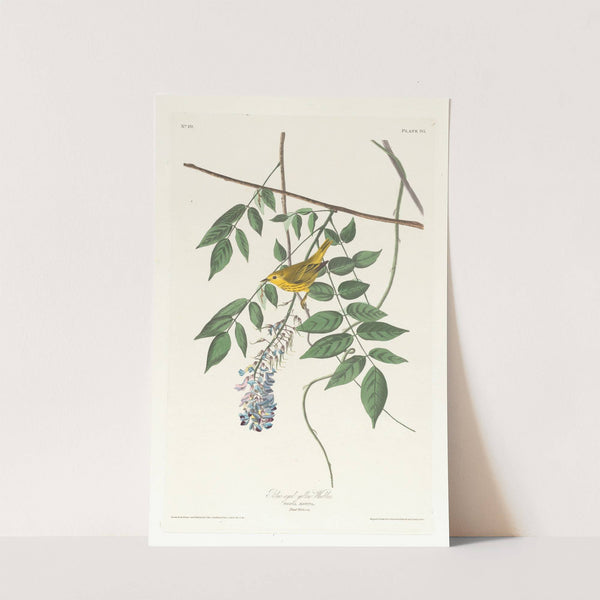 Blue-eyed yellow warbler by John James Audubon