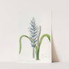 Blue-flowering pallid Lachenalia by Sydenham Edwards