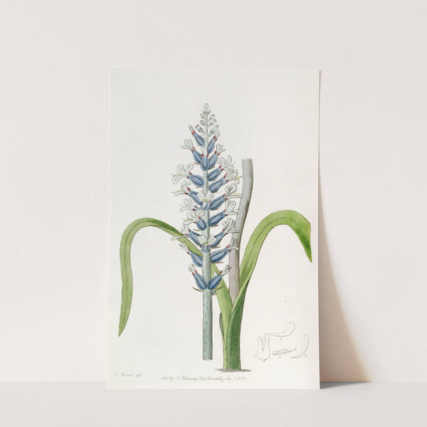 Blue-flowering pallid Lachenalia by Sydenham Edwards