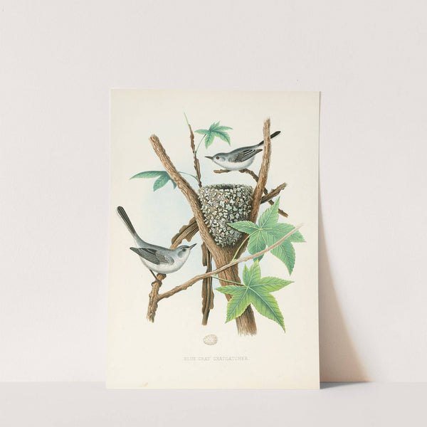 Blue-gray Gnatcatcher (1882) by Edwin L. Sheppard