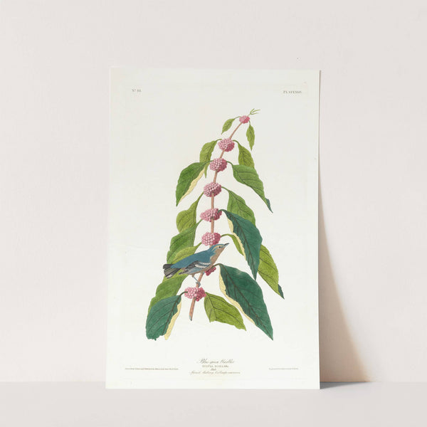 Blue-green warbler by John James Audubon