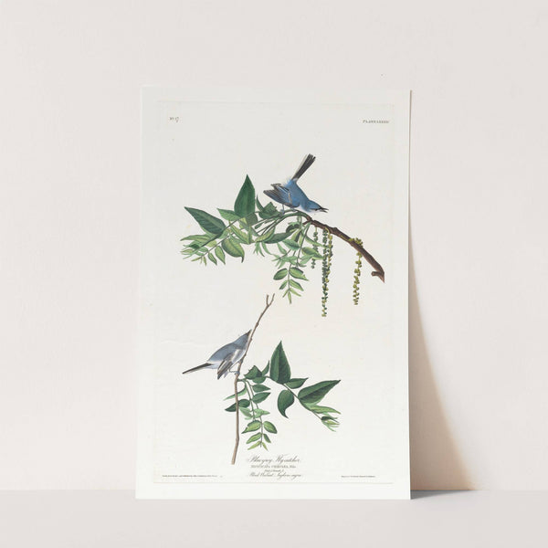 Blue-grey flycatcher by John James Audubon