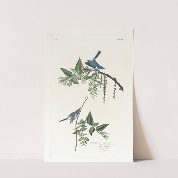 Blue grey flycatcher by John James Audubon