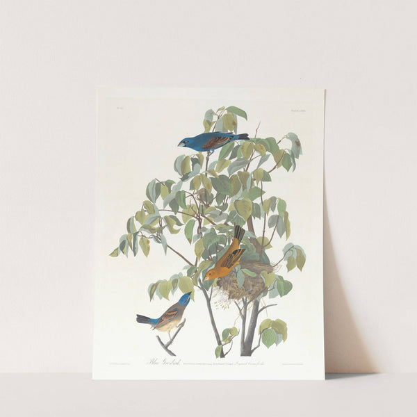 Blue grosbeak by John James Audubon