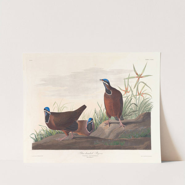 Blue-headed pigeon by John James Audubon