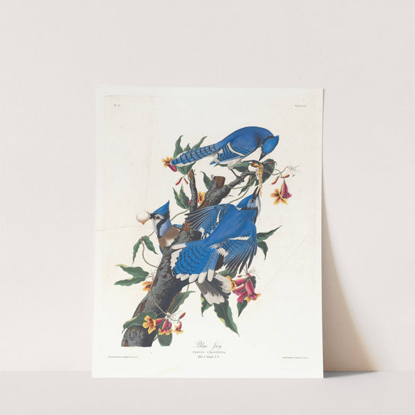Blue jay by John James Audubon