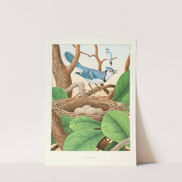 Blue Jay (1882) by Edwin L. Sheppard