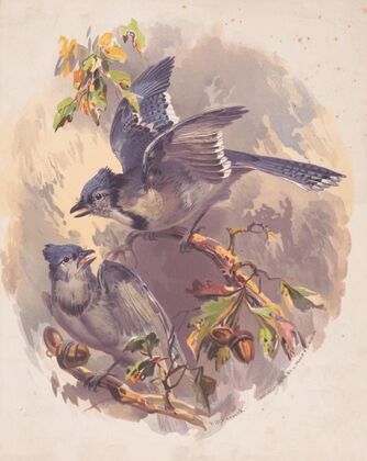 Blue Jays (1875)