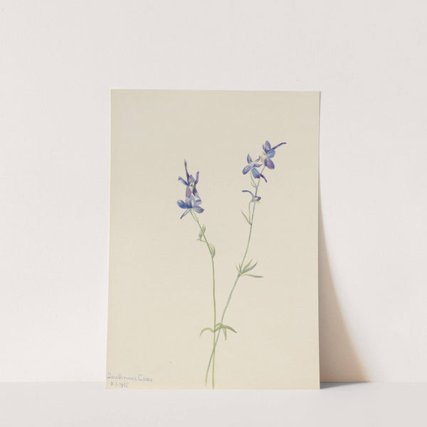 Blue Larkspur (Delphinium nuttallianum) (1905) by Mary Vaux Walcott