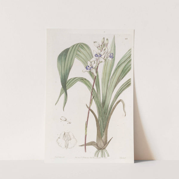 Blue-lipped Warrea by Sydenham Edwards