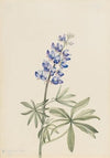 Field Violet (Viola rafinesquii) (1919)