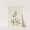 Blue Lupine (Lupinus argenteus) (1915) by Mary Vaux Walcott
