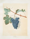 Blue muscadine (grapes). (1812)