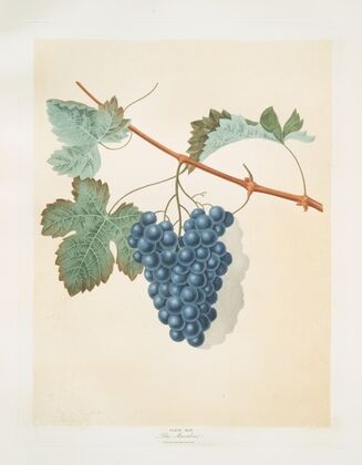 Blue muscadine (grapes). (1812)