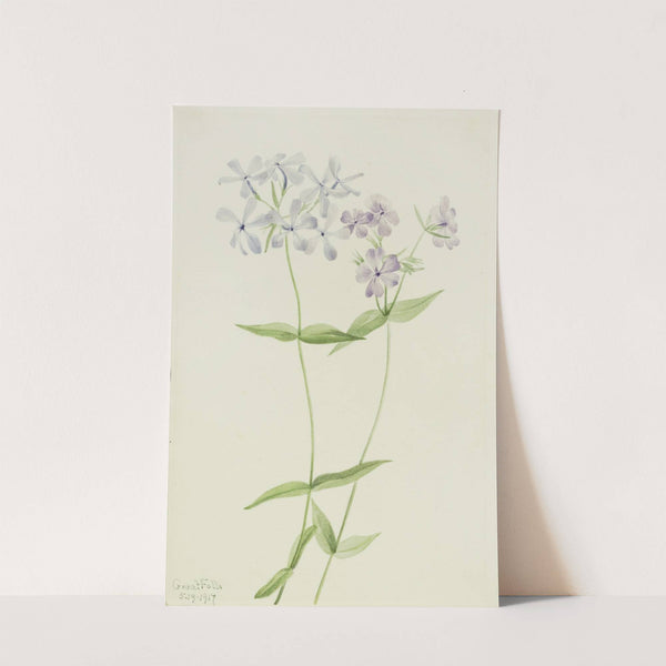 Blue Phlox (Phlox divaricata) (1917) by Mary Vaux Walcott