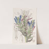 Blue Puya (1815-1819) by Sydenham Edwards